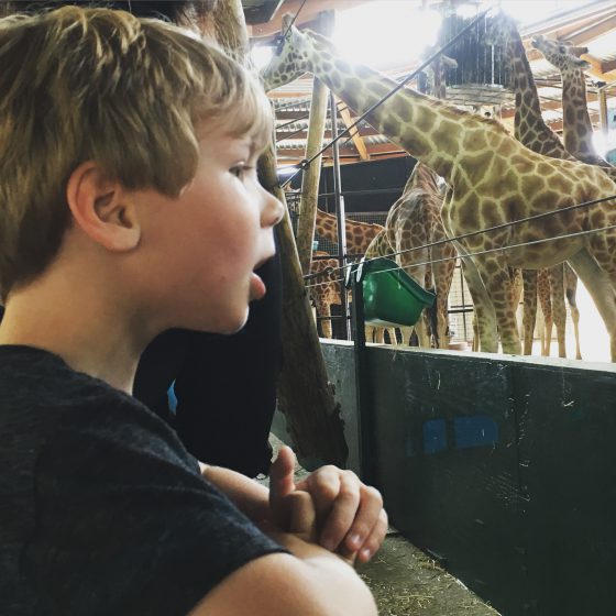 Boy and giraffe at Marwell Zoo