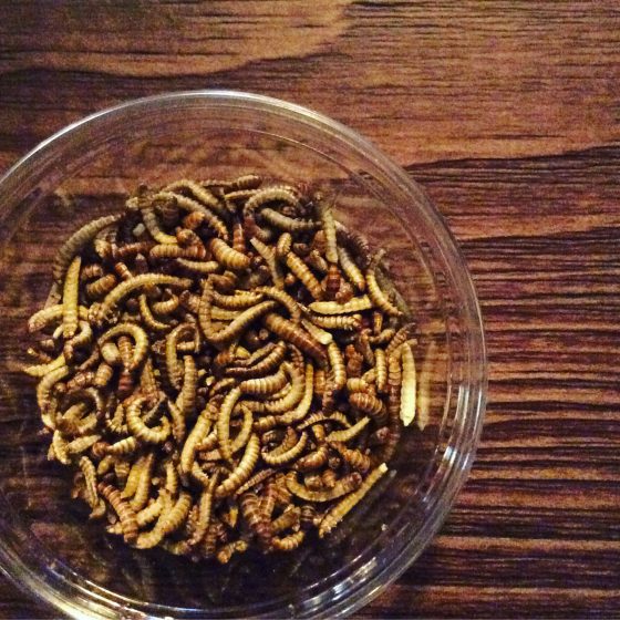 Buffalo Worms to try. 